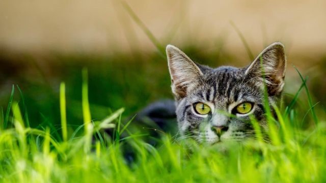gato