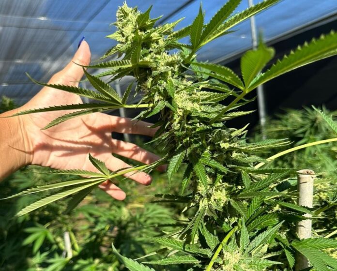 cannabis