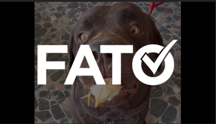 dog-fato