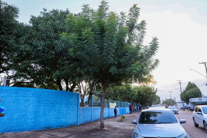 nim-indiano-e-uma-ameaca-a-diversidade-local-afeta-os-insetos-e-especialmente-as-abelha