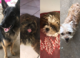 Quatro cães morrem no mesmo dia após ataque de abelhas: ‘Tem dias que amanhecemos chorando’, diz tutora