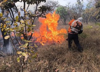 Incêndio atinge área de mata e se alastra por duas quadras em Palmas
