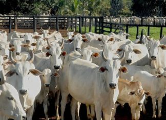Polícia indicia 32 pessoas suspeitas de furtar gado para abater e vender carne no interior do Tocantins