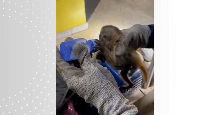 aa-macaco-jto