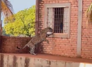 Onça-pintada tenta entrar em sede de fazenda no Tocantins e surpreende trabalhadores; VÍDEO