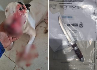 Tio é preso suspeito de esfaquear patas e focinho de cachorro da própria sobrinha
