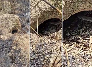 Menino de nove anos sai para passear em córrego e encontra ninho cheio de filhotes de cascavel no Tocantins; VÍDEO