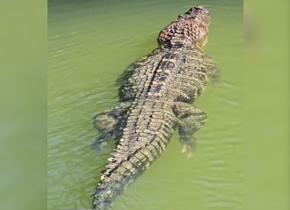 Pescador registra jacaré gigante nadando tranquilo na Ilha do Bananal: ‘De estimação’