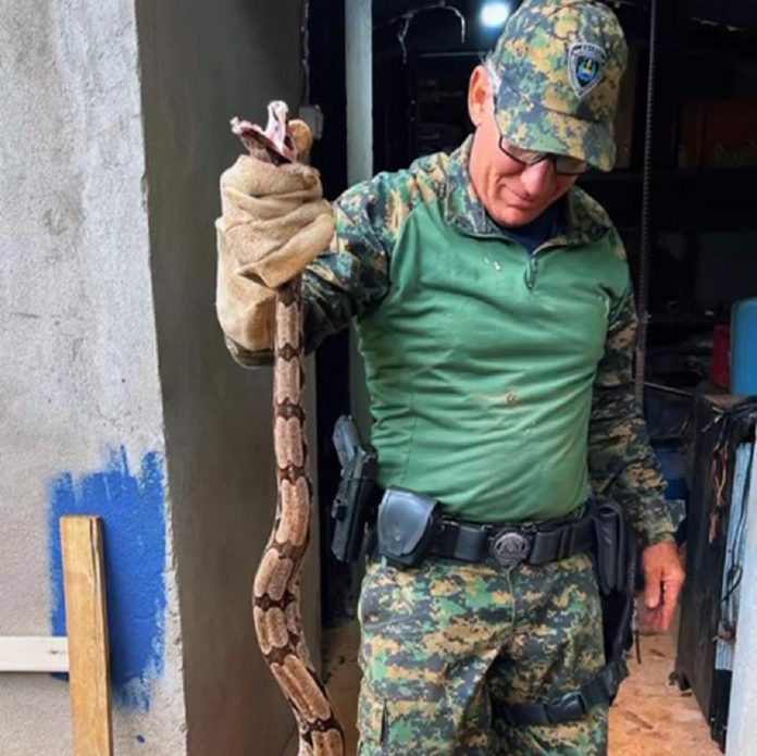 VÍDEO: jiboia de grande porte é capturada dentro de casa no Tocantins