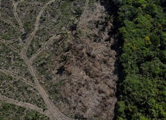 Desmatamento na Amazônia cai 17% no 1º trimestre, mas volta a subir em março