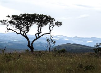 Acordo prevê recuperação de 3,3 mil hectares de área degradada no Cerrado, segundo MPTO