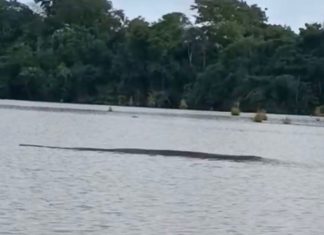 Mulher registra sucuri gigante em lago no interior do Tocantins; assista
