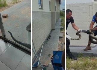 Entenda o aparecimento recorrente de sucuris em cidade no interior do TO