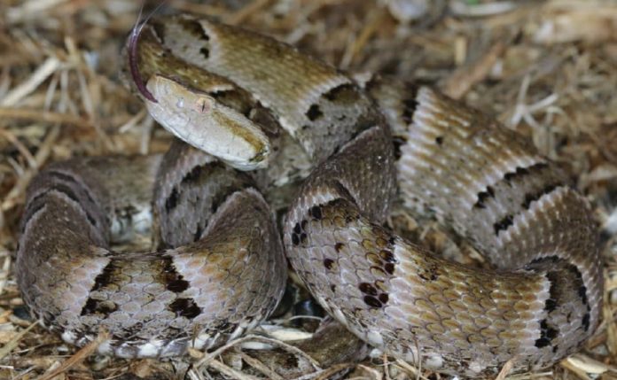 serpente-foto-pm-governo-do-tocantins-1300