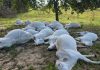 Gado morre após descarga elétrica em fazenda; vídeo