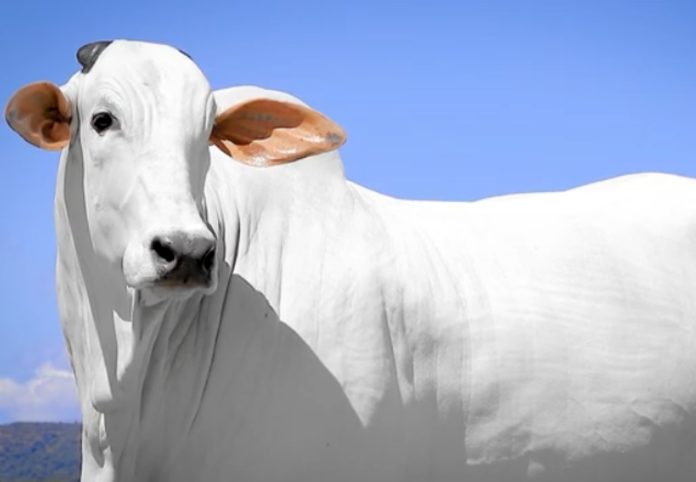 vaca-isis