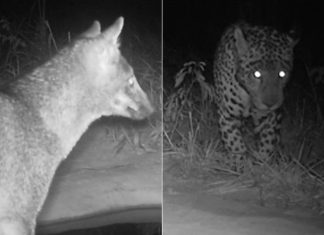 Como funcionam os bebedouros que atraem onças-pintadas, lobo-guará e outros animais do cerrado no TO