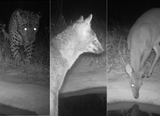 Câmeras flagram lobo-guará e onça-pintada em bebedouros instalados no cerrado do TO