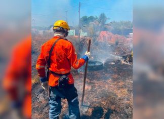 Filhote de cachorro é encontrado carbonizado após queimada em terreno baldio no TO